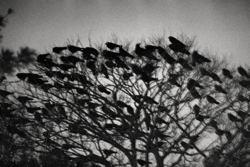 Masahisa Fukase, dalla serie Ravens
