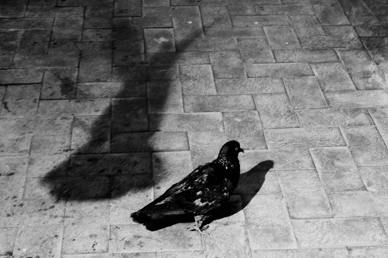 A pigeon and its long low shadow on the paving stones of an empty square, in black and white