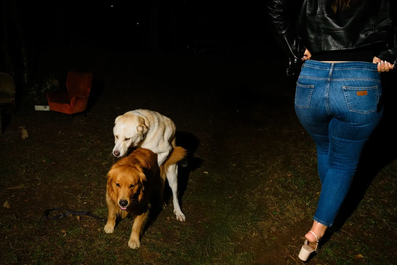 Two dogs crossing the party behind a guest in jeans